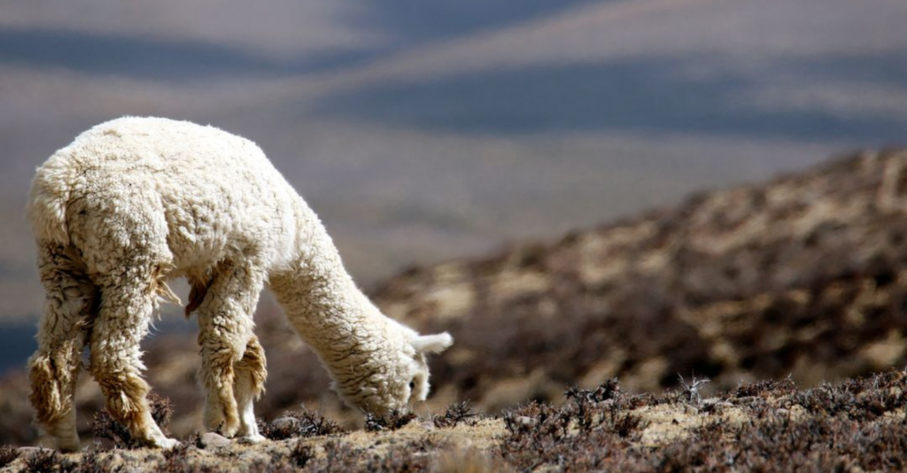 Did you know these benefits of alpaca wool?