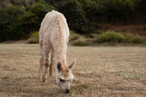 Did you know these benefits of alpaca wool?