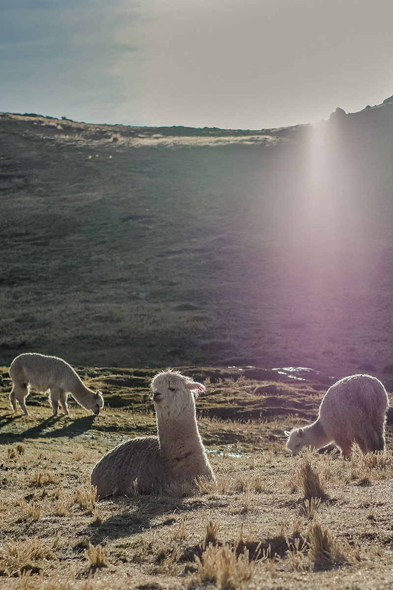 A tranquil scene with two alpacas grazing and one lying down, backlit by a radiant sunrise in a vast, hilly landscape. The sun's glare creates a serene silhouette effect on the rough terrain and the rocky outcrops in the distance.