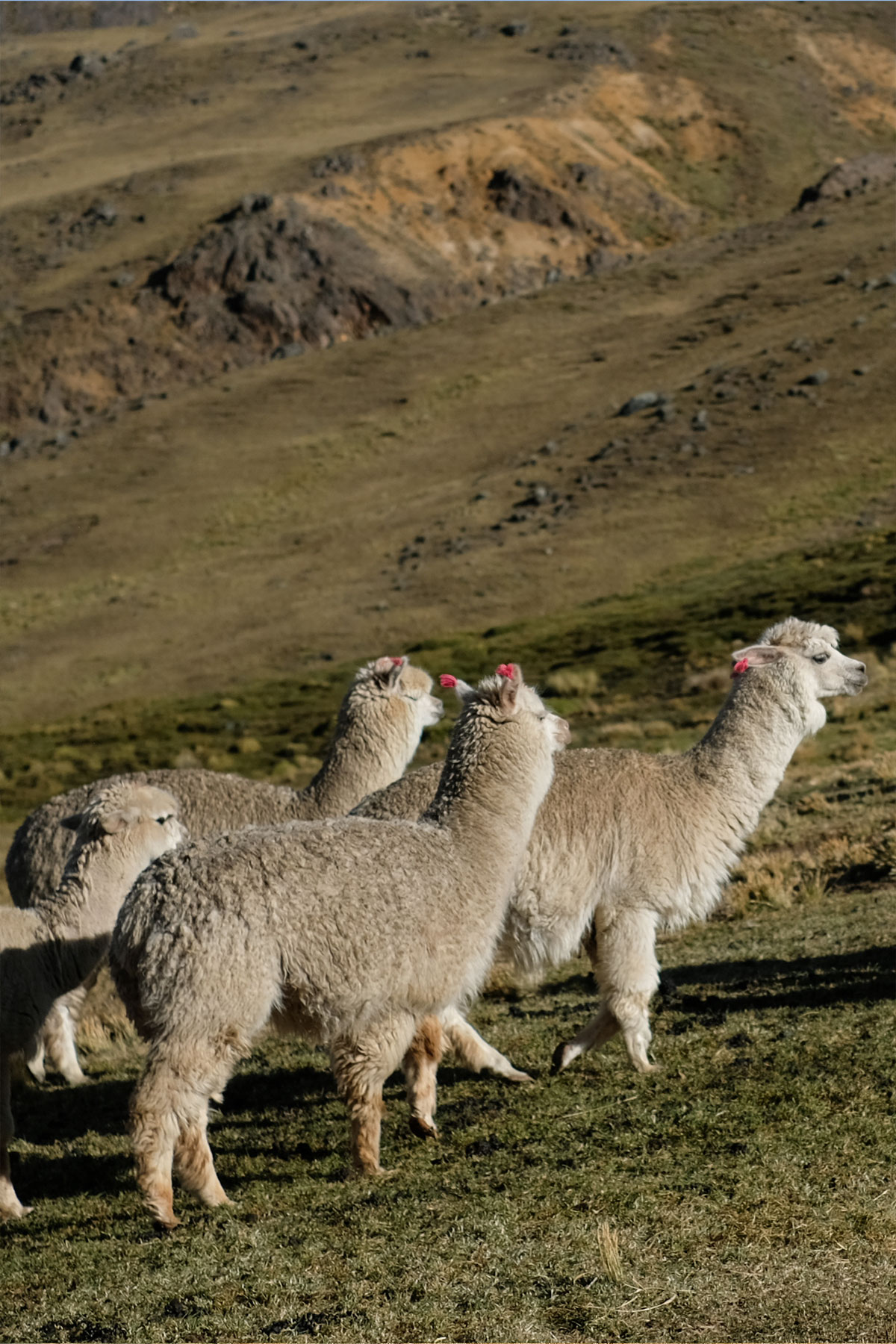 A herd of alpacas captured mid-movement in a highland pasture. The focus is on their thick, woolly coats and the dynamic of the group as they traverse the terrain with a backdrop of gentle hills under a clear sky.