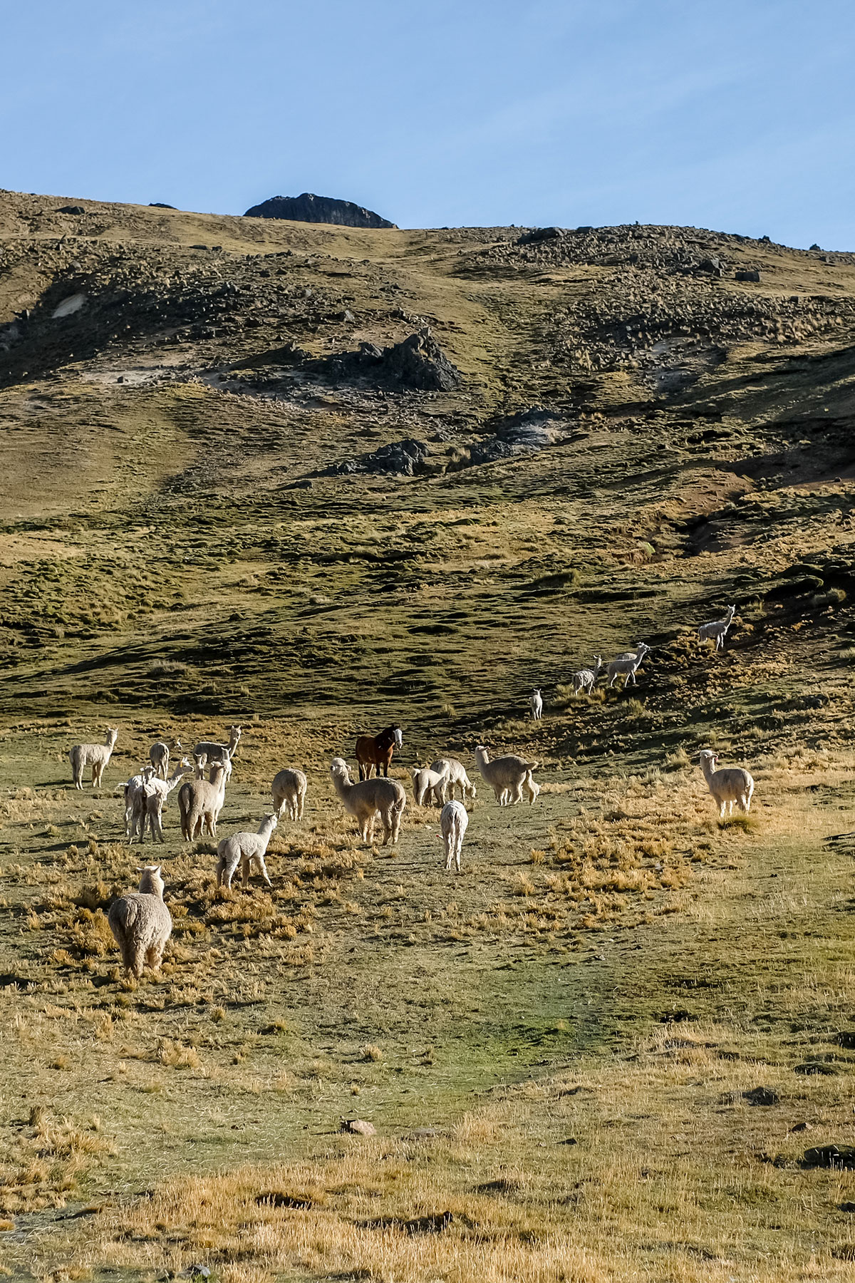 A wide-angle view of a herd of alpacas in a vast, open landscape. The rugged terrain and the direction of the herd moving towards the horizon give a sense of scale and the natural habitat of these animals.